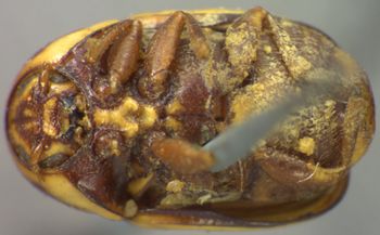 Media type: image;   Entomology 8396 Aspect: habitus ventral view